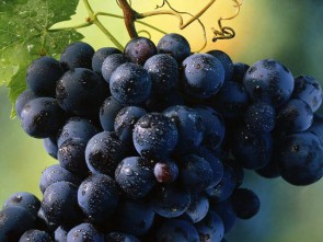 hq wallpapers ru food 70179 800x600