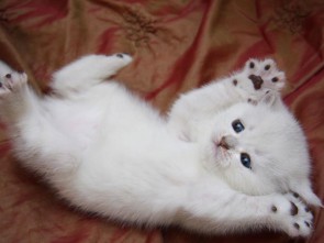 hq wallpapers ru animals 70176 800x600