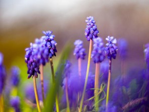 hq wallpapers ru nature 70174800x600